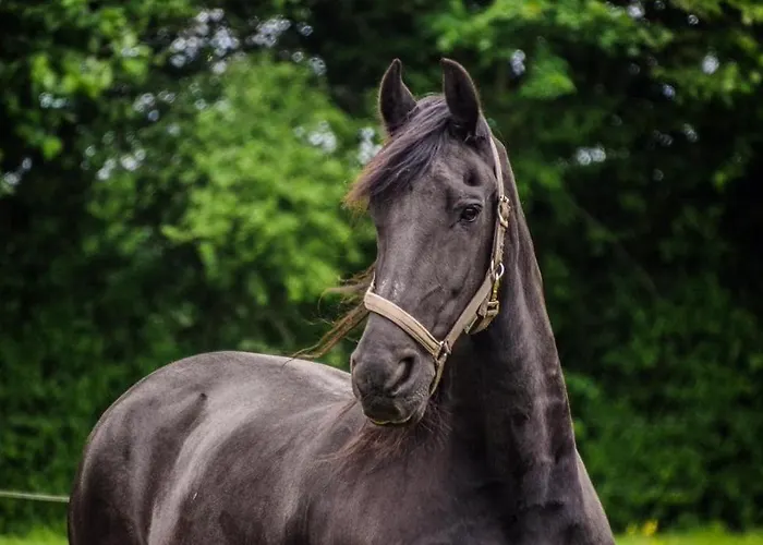 Luxe Woning Warnstee *